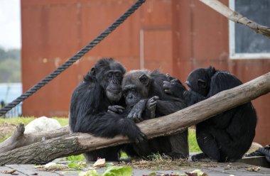 Üç şempanze (Pan trogloditleri) Sydney, NSW, Avustralya 'daki Sydney Hayvanat Bahçesi' nde (Fotoğraf: Tara Chand Malhotra)