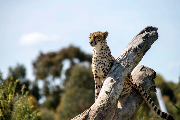 Bir Çita (Acinonyx jubatus) Sydney, NSW, Avustralya 'daki Sydney Hayvanat Bahçesi' nde (Fotoğraf: Tara Chand Malhotra)