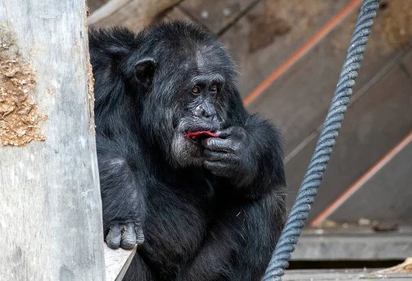 Bir Şempanze (Pan trogloditleri) Sydney, NSW, Avustralya 'daki Sydney Hayvanat Bahçesinde bir parça meyvenin tadını çıkarır (Fotoğraf: Tara Chand Malhotra)