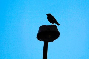 Sydney 'de bir sokak lambasının üzerine tünemiş, berrak bir mavi gökyüzüne karşı siluet (Sturnus vulgaris). Fotoğraf: Tara Chand Malhotra)