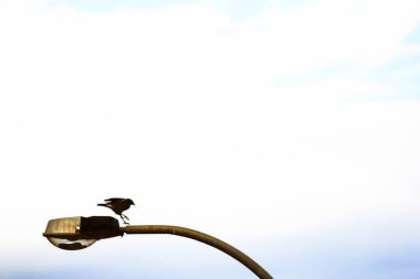 Sydney, NSW, Avustralya 'da uçsuz bucaksız bulutlu bir gökyüzüne karşı sokak lambasına tünemiş yalnız bir siluet kuş. Fotoğraf: Tara Chand Malhotra)
