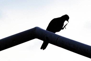 Benekli güvercin silueti (Streptopilea chinenesis) Sydney, NSW, Avustralya 'da parlak bir gökyüzüne karşı metal bir kirişe tünemiştir. Fotoğraf: Tara Chand Malhotra)