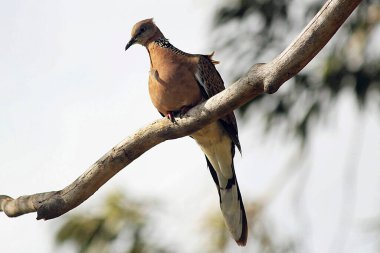 Bir benekli güvercin (Streptopilea chinenesis) bir ağaç dalına tünemiş ve belirgin tüyleri Sydney, NSW, Avustralya 'da açık gökyüzüne ve yeşilliklere karşı görünür. Fotoğraf: Tara Chand Malhotra)