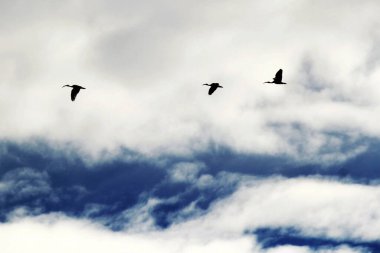 Avustralya 'nın Sydney, NSW, Avustralya' da üç Avustralya Beyaz Ibis (Threskiornis Molucca) silueti açık bir gökyüzüne karşı. Fotoğraf: Tara Chand Malhotra)