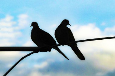 İki benekli güvercin (Streptopilea chinenesis) Sydney, NSW, Avustralya 'da gökyüzüne karşı bir kablo üzerinde. Fotoğraf: Tara Chand Malhotra)