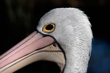 Avustralyalı Pelikan (Pelecanus conspicillatus) Sidney, Yeni Güney Galler, Avustralya 'daki bir Vahşi Yaşam Parkı' nda. Fotoğraf: Tara Chand Malhotra)