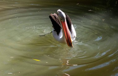 Avustralyalı bir pelikan (Pelecanus conspicillatus) büyük gagasını nazikçe suya daldırır ve foo 'yu arar.