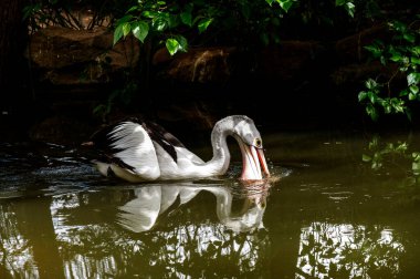 Bir Avustralyalı Pelikan (Pelecanus conspicillatus) Sydney, NSW, Avustralya 'da (Fotoğraf: Tara Chand Malhotra) bir vahşi yaşam parkında yemek arayarak başını suya daldırır.)