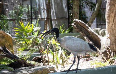 Avustralya 'da Sydney, NSW, Avustralya' da (Fotoğraf: Tara Chand Malhotra) bir yaban hayatı parkında yuva malzemesi toplayan bir Ibis (Threskiornis molucca).)