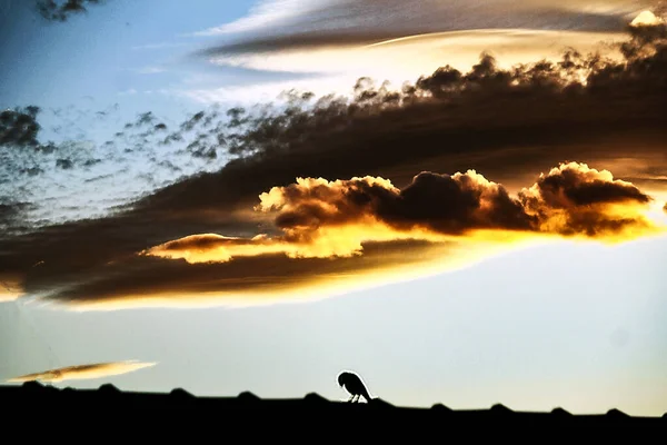Günbatımının alevli gökyüzüne karşı tek bir siluet Sydney, NSW, Avustralya 'da ufku canlı renklerle boyuyor. Fotoğraf: Tara Chand Malhotra) 