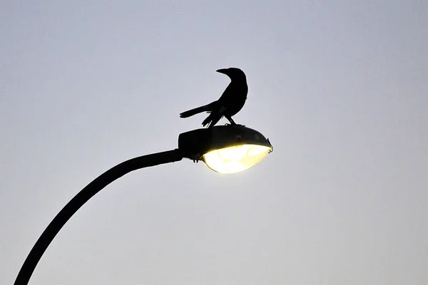 Avustralya Pied Currawong 'un (Strepera graculina) çarpıcı bir silueti Sydney, NSW, Avustralya' da parlayan bir sokak lambasının tepesine tünedi. Fotoğraf: Tara Chand Malhotra)