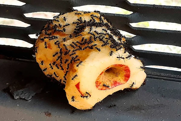 Sydney, NSW, Avustralya 'da bir kara yüzey üzerinde atılmış bir elma çekirdeğini yiyen Şeritli Şeker Karıncaları (Camponotus konsobrinus) sürüsü. Fotoğraf: Tara Chand Malhotra)