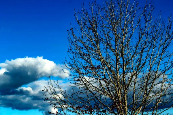 Çıplak dallar Sydney, NSW, Avustralya 'da kabarık beyaz bulutları olan canlı, mavi bir gökyüzüne uzanır. Fotoğraf: Tara Chand Malhotra)  