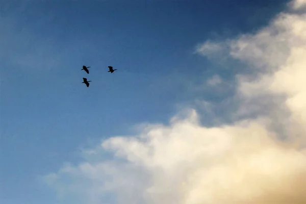 Avustralya 'nın Sydney, NSW, Avustralya' da üç Avustralya Beyaz Ibis (Threskiornis Molucca) silueti açık bir gökyüzüne karşı. Fotoğraf: Tara Chand Malhotra)