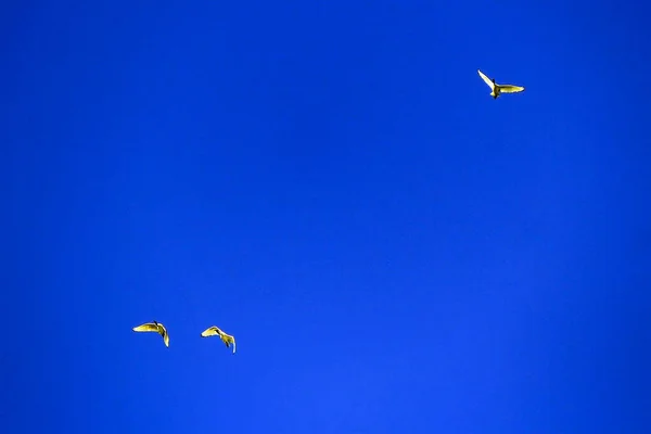 Avustralya 'da Sydney, NSW, Avustralya' da üç Avustralya Beyaz Ibis (Threskiornis Molucca) gökyüzünde özgürce süzülür. Fotoğraf: Tara Chand Malhotra)