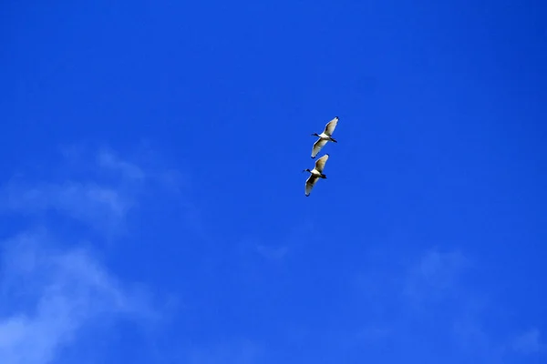 Sydney, NSW, Avustralya 'da uçmakta olan iki Avustralya Beyaz Ibis (Threskiornis Molucca). Fotoğraf: Tara Chand Malhotra)
