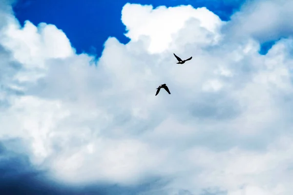 Sydney, NSW, Avustralya 'da mavi beyaz bir tuvalde özgürce süzülen iki Kaya Güvercini (Columba livya). Fotoğraf: Tara Chand Malhotra)