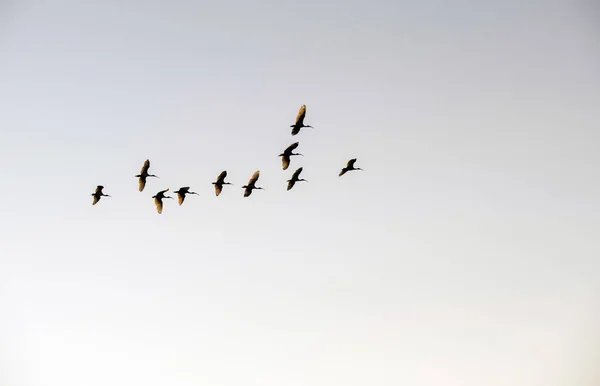 Avustralya 'da Sydney, NSW, Avustralya' da açık bir gökyüzüne karşı klasik bir V-formasyonu içinde süzülen bir Avustralya Beyaz Sarmaşığı (Threskiornis molucca) sürüsü. Fotoğraf: Tara Chand Malhotra)