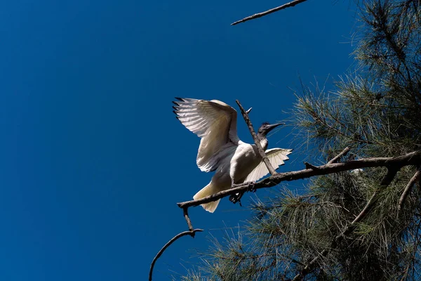 Avustralya Beyaz Ibis (Threskiornis molucca) Sydney, NSW, Avustralya 'daki bir vahşi yaşam parkında bir ağaç dalına tünemiştir. Fotoğraf: Tara Chand Malhotra)