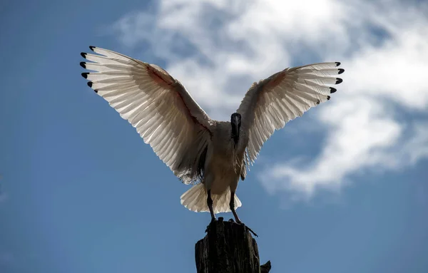 Avustralya 'da bir Beyaz Ibis (Threskiornis molucca) Sydney, NSW, Avustralya' da (Fotoğraf: Tara Chand Malhotra)