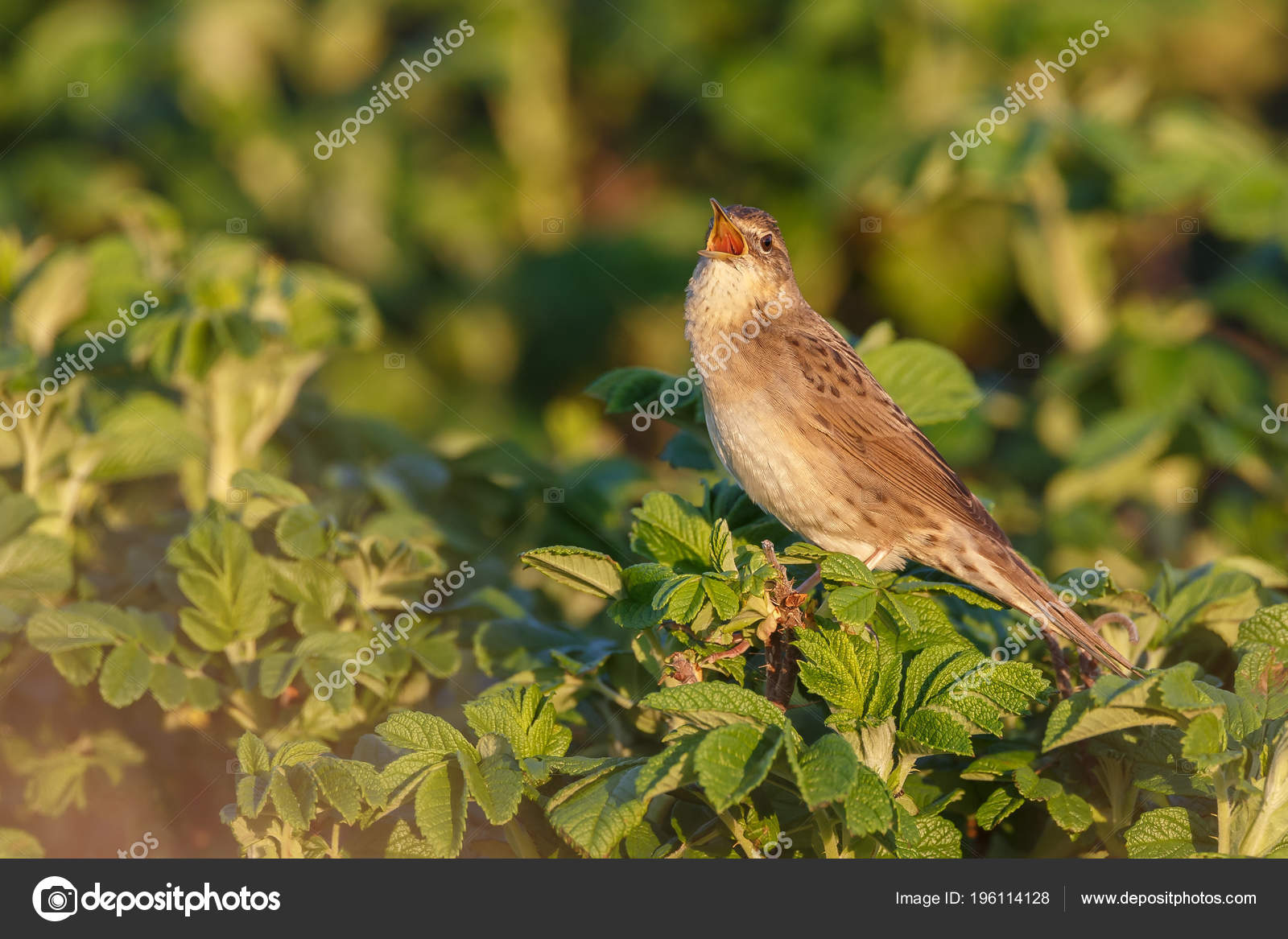 Petit Chant Oiseau Sur Vert Buisson Closeup Photographie