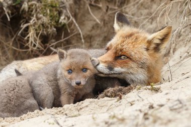 Anne yavrularını ile yuva dinlenme fox