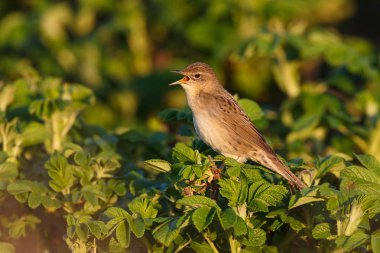 Yeşil Bush, closeup küçük kuş şarkı