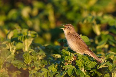Yeşil Bush, closeup küçük kuş şarkı