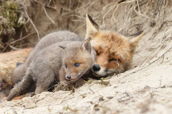 Moeder Fox Rusten Buurt Van Hol Met Haar Welpen — Stockfoto