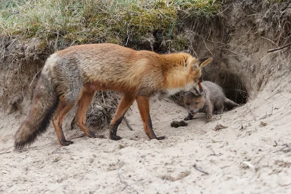 狐狸妈妈和她的幼崽在洞穴附近 — 图库照片