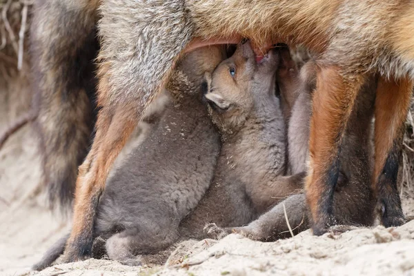 Mãe Raposa Alimentando Seus Filhotes Perto Toca — Fotografia de Stock