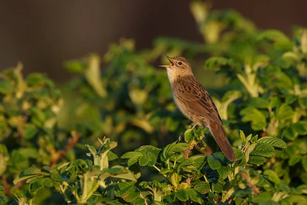 Little bird singing on green bush, closeup