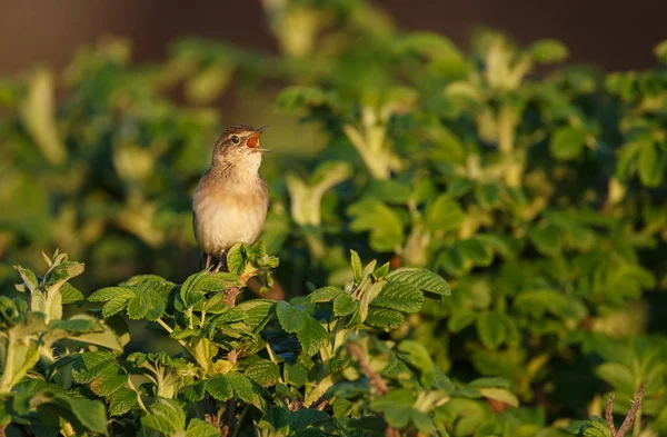 Yeşil Bush, closeup küçük kuş şarkı