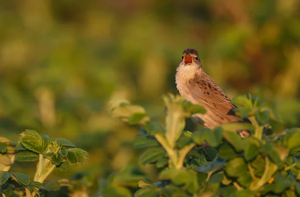 Burung Kecil Bernyanyi Semak Hijau Closeup — Stok Foto