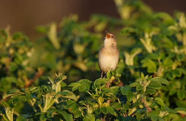 Kleiner Vogel Singt Auf Grünem Busch Nahaufnahme — Stockfoto