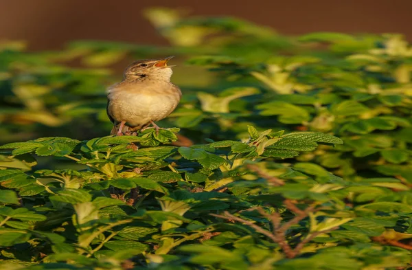 Little bird singing on green bush, closeup