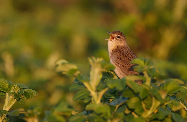 Kleiner Vogel Singt Auf Grünem Busch Nahaufnahme — Stockfoto