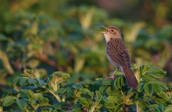 Little bird singing on green bush, closeup