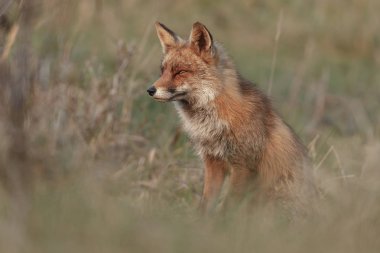 Akşam ışığı doğada kızıl tilki