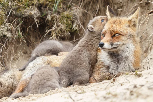 Κόκκινη Αλεπού Cubs Μητέρα Φύση Μια Ανοιξιάτικη Μέρα — Φωτογραφία Αρχείου