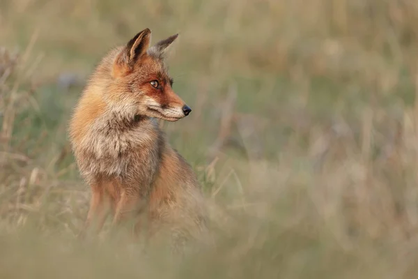 Volpe Rossa Natura Alla Luce Della Sera — Foto Stock