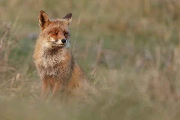 Rotfuchs Der Natur Abendlicht — Stockfoto