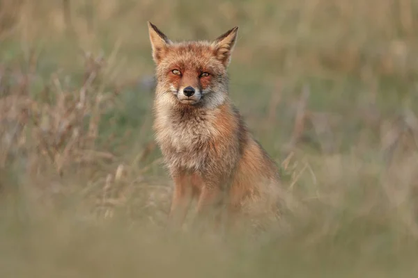 Red Fox Nature Evening Light — Stock Photo, Image