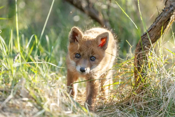 Red Fox Cub Przyrodzie Dzień Wiosny — Zdjęcie stockowe