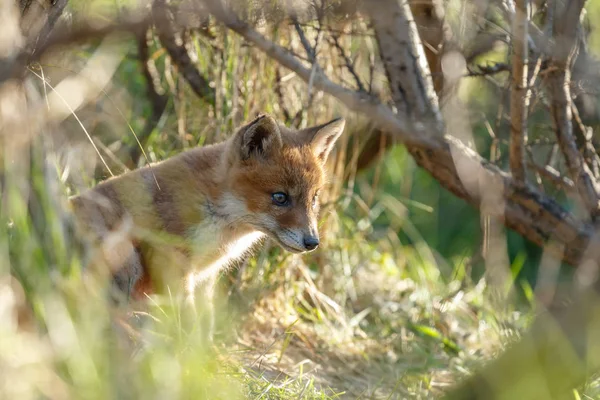 Red Fox Cub Przyrodzie Dzień Wiosny — Zdjęcie stockowe