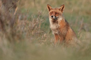 Akşam ışığı doğada kızıl tilki