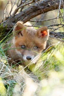 Kırmızı tilki yavrusu doğa bir bahar gününde