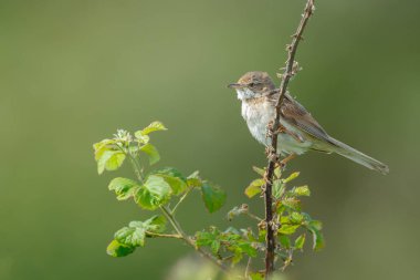 Doğada yeşil dal ev finch tünemiş