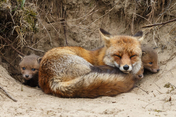 Red fox cubs with mother in nature on a spring day