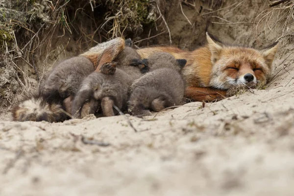 Red Fox Mláďata Matkou Přírodě Jarní Den — Stock fotografie